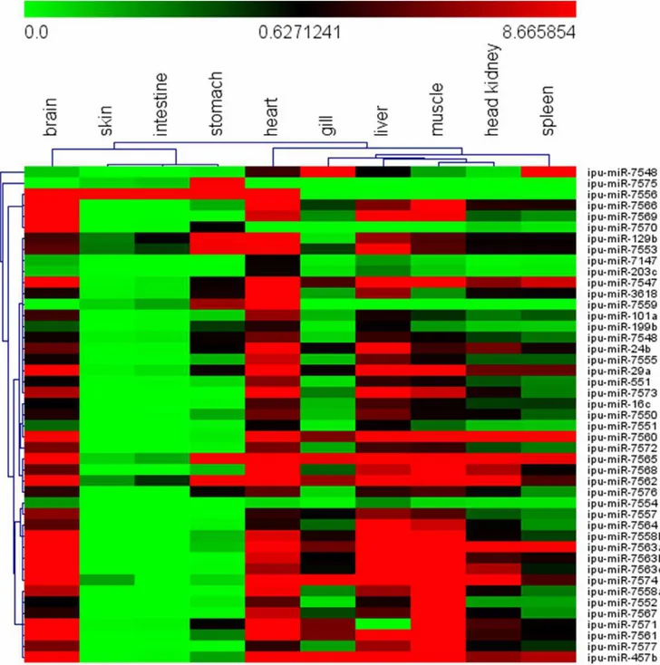 Figure 5. Heat map showing newly identified miRNA expression patterns in 10 tissues (liver, gill, head kidney, spleen, heart, brain, muscle, stomach, intestines and skin) measured by stem-loop RT-PCR