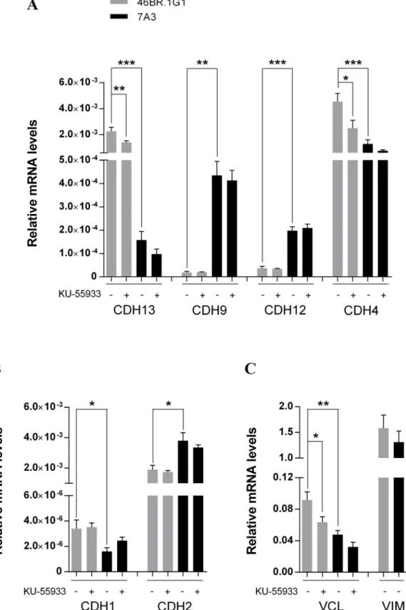Fig 4. Analysis of vinculin, vimentin and cadherins gene expression by real time RT-PCR