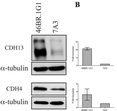 Fig 5. Differential expression of cadherin 13 and cadherin 4 proteins in 46BR.1G1 and 7A3 cells