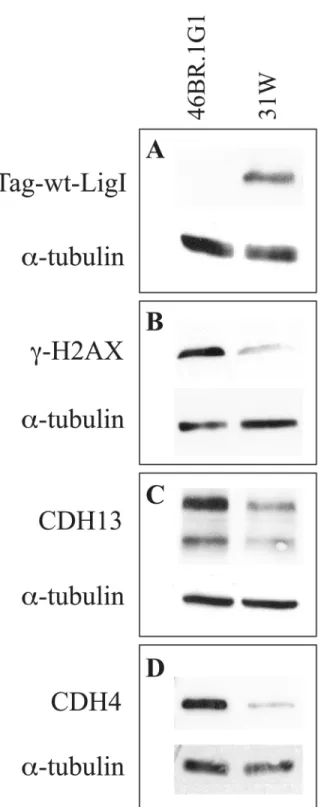 Fig 6. Differential expression of cadherin 13 and cadherin 4 proteins in 46BR.1G1 and 31W cells