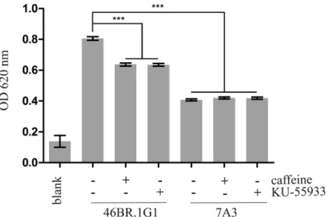 Fig 2. LigI-deficient 46BR.1G1 cells adhere more efficiently to the plate than complemented 7A3 cells.