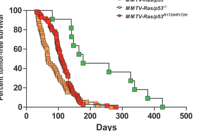 Fig 1. Kaplan-Meier analysis of salivary tumor-free survival. The proportion of tumor-free mice as a function of time for MMTV-Hras/p53 +/+ (green), MMTV-Hras/p53 -/- (yellow), and MMTV-Hras/p53 R172H/R172H