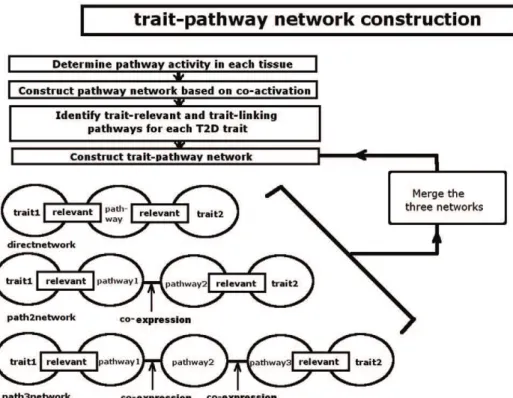 Figure 1. The pipeline of cross tissue trait-pathway network construction.