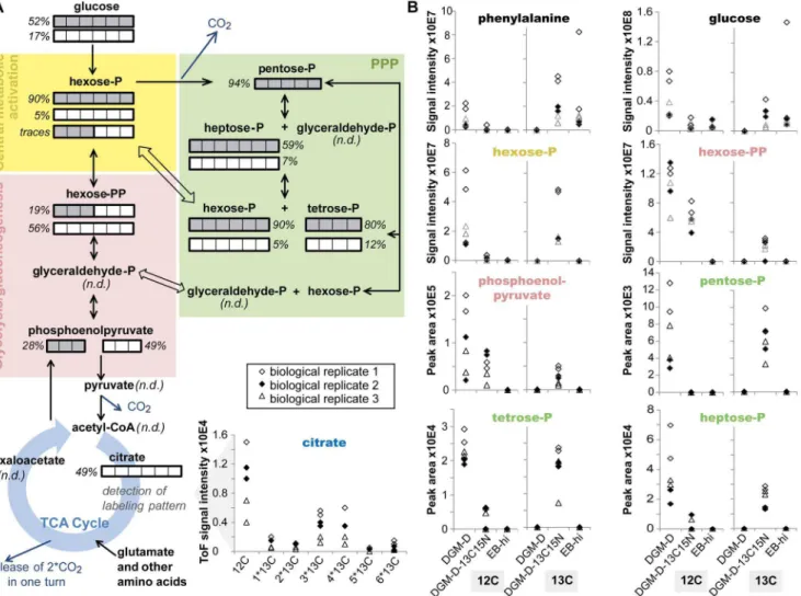 Figure 6. Central carbon metabolism in P. amoebophila EBs deduced from mass spectrometry-based metabolite analysis