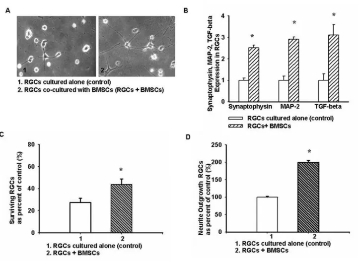 Figure 2. The effect of BMSCs on RGCs. A, RGC neurite formation was enhanced after 5 days of co-culturing with BMSCs (106 )
