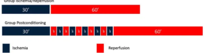 Fig. 1 - Schematic igure showing the times of ischemia and  reperfusion in both groups.