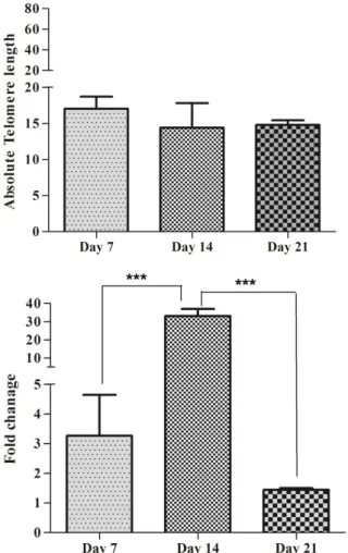 Figure  6.  association  between  of  telomere  length  and  hTERT  gene  expression  Fold  in  SCF+FLT3+IL-2+IL-7+IL-15  group  of  MNCs  (using  80ng/µl  of  each  cytokines)