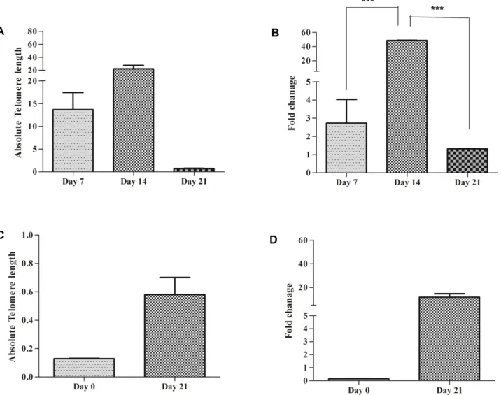 Figure  7.  Comparison  of  telomere  length  and  hTERT  gene  expression  folds  in  MNCs  and  CD34 +   in  using  80  ng/  µl  of  IL-15