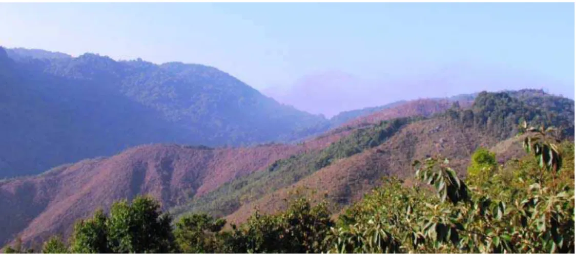 Fig. 5. Fallow land after shifting cultivation 