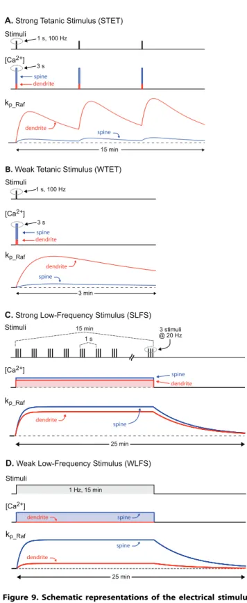 Figure 9. Schematic representations of the electrical stimulus protocols in the present study