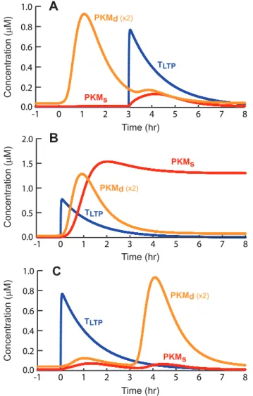 Figure 6. Simulated dynamics of key molecules in an STC protocol. A , Time courses of dendritic and synaptic PKM and the LTP tag, for WTET following STET by 3 h