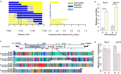 Fig 2. Resistance assay of resistant and susceptible recombinants. (A) Recombinants (left) were selected in the region mapped in Fig 1 using two eye-colour markers, injected with sigma virus and tested for paralysis after exposure to CO 2 