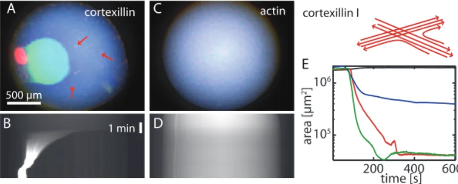 Figure 1. Macroscopic contraction of active actin/cortexillin-I networks. Droplets of 1.5 L of 10 M actin, 0.1 M myosin-II in presence (A, B) or absence (C, D) of 1 M cortexillin-I are shown as color overlay imediately (blue), 2 min (green) or 20 min (red)