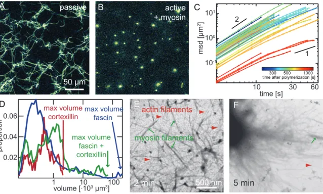Figure 2. Microscopic structure of active actin/cortexillin-I networks. Confocal micrographs of passive (A) or active (B; 0.1 M myosin) actin networks (3 M actin) crosslinked by 1 M cortexillin