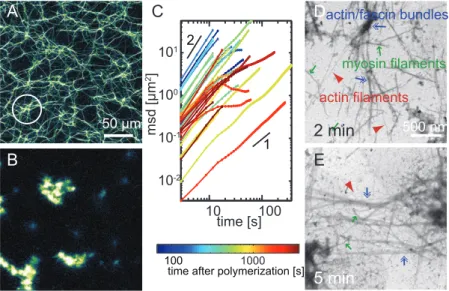 Figure 5. Microscopic structure of composite active gels. Confocal micrographs of passive (A) or active (B; 0.1 M myosin) actin networks (3 M actin) crosslinked by 0.5 M cortexillin-I and fascin are shown