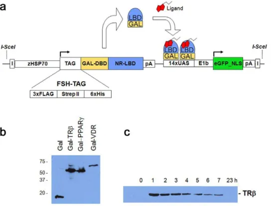 Figure 1. The Ligand Trap (LT) system. (a) Schematic diagram of the multi-component ligand trap (LT) construct