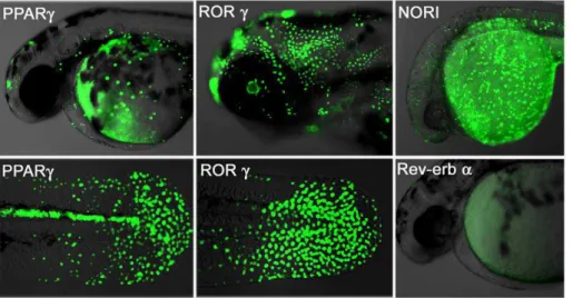 Figure 2. Human NRs interact with fish ligands and cofactors. Transgenic NR zebrafish show unique GFP patterns at different stages of development