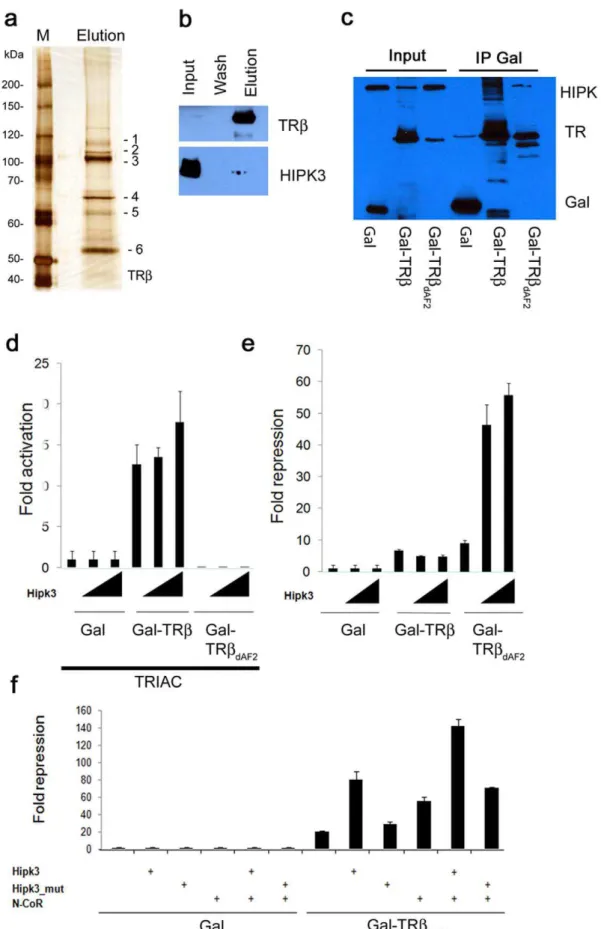 Figure 3. Co-purification of TRb cofactors. (a) Affinity purification of TRb from zebrafish embryos