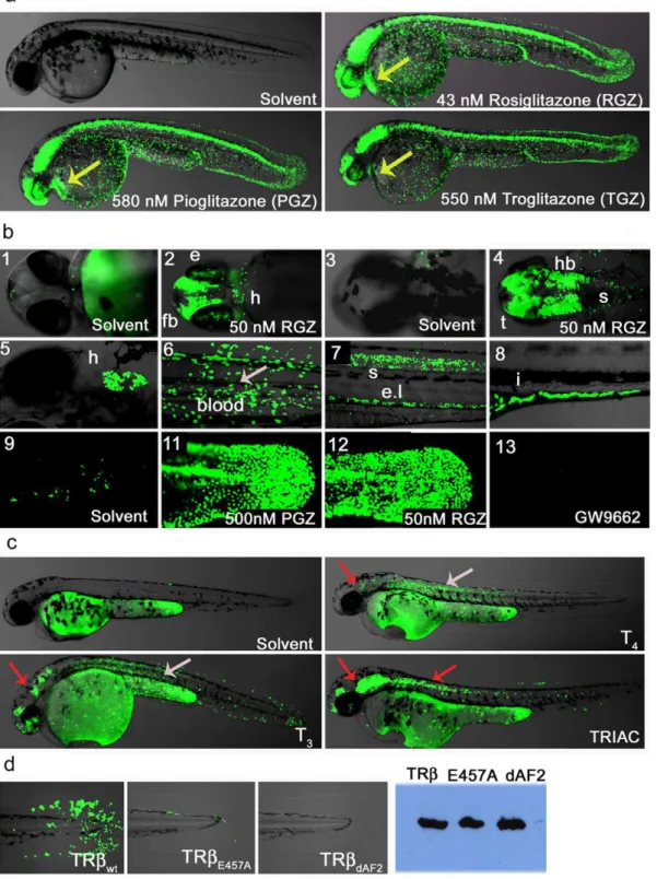 Figure 4. Ligand trap activities are drug responsive and reveal SNRM activities. (a) LT-PPARc embryos show strong reporter activation in the presence of receptor specific agonist (uses as indicated)