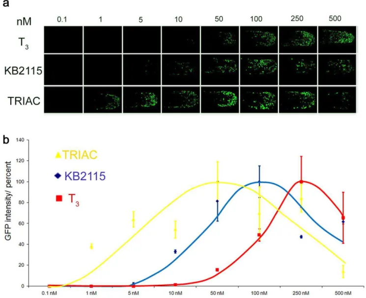 Figure 5. LT drug responses are quantifiable. (a) Dose dependent GFP expression Shown are the dose responses for T 3 , KB2115 and TRIAC in TRb tail epidermis (48 hpf) treated embryos