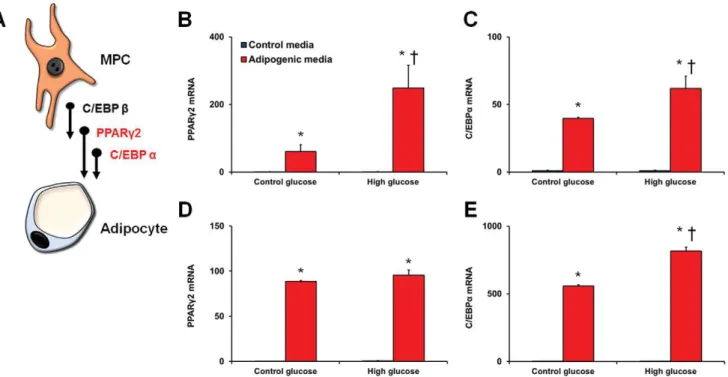 Figure 5. Differentiation of bmMPCs into adipocytes. bmMPCs were cultured in 5 mmol/L (control glucose) or 25 mmol/L (high glucose; HG) glucose for 7 days prior to differentiation and assessed for induction of PPARc2 and C/EBPa (A)