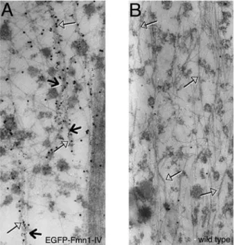 Figure 4. Fmn1-IV 2 / 2 MEFs exhibit altered protrusive behavior. Time-lapse microscopic images were taken from the peripheries of representative wild-type and Fmn1-IV 2/2 MEFs grown on a fibronectin substrate after wound healing