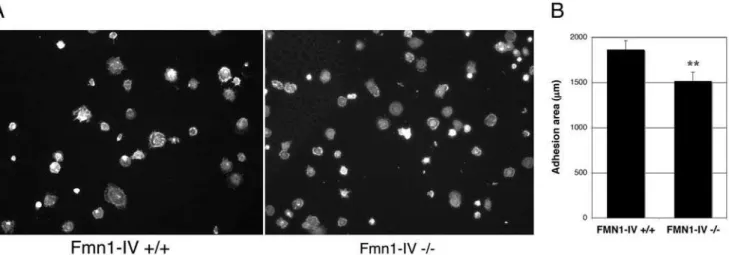Figure 6. Fmn1-IV 2 / 2 MEFs exhibit reduced focal adhesion formation in a cell spreading assay