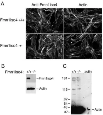 Figure 8. Formation of adherens junctions in Fmn1-IV null primary kidney epithelial cells
