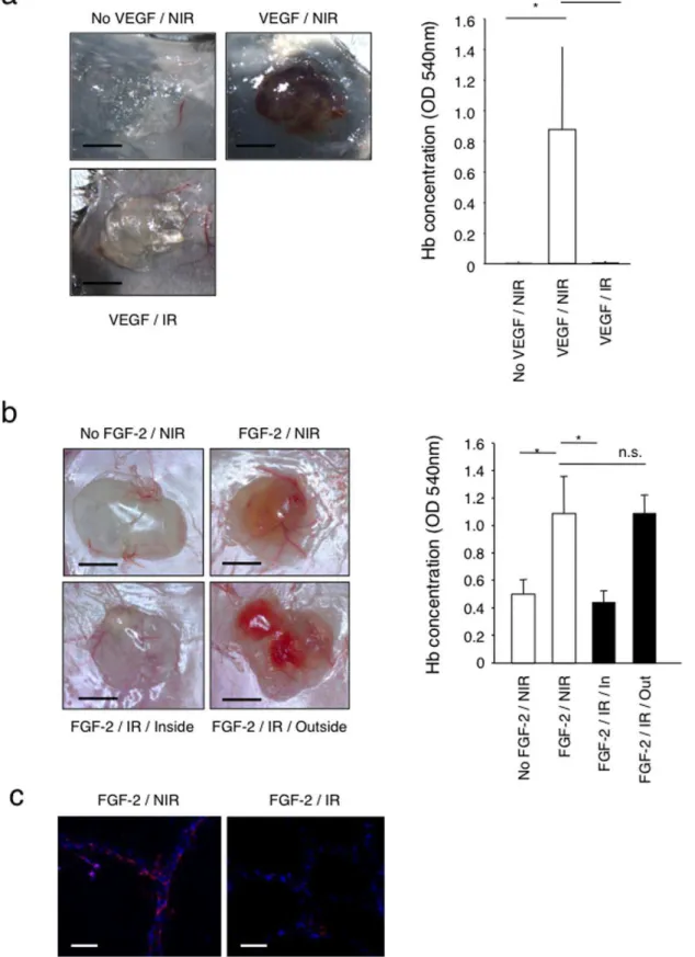 Figure 1. Inhibition of Matrigel plug angiogenesis by skin pre-irradiation. (a) VEGF-induced Matrigel plug angiogenesis assay was performed within non-irradiated or 20 Gy pre-irradiated areas on the back of distinct C57/BL6 mice