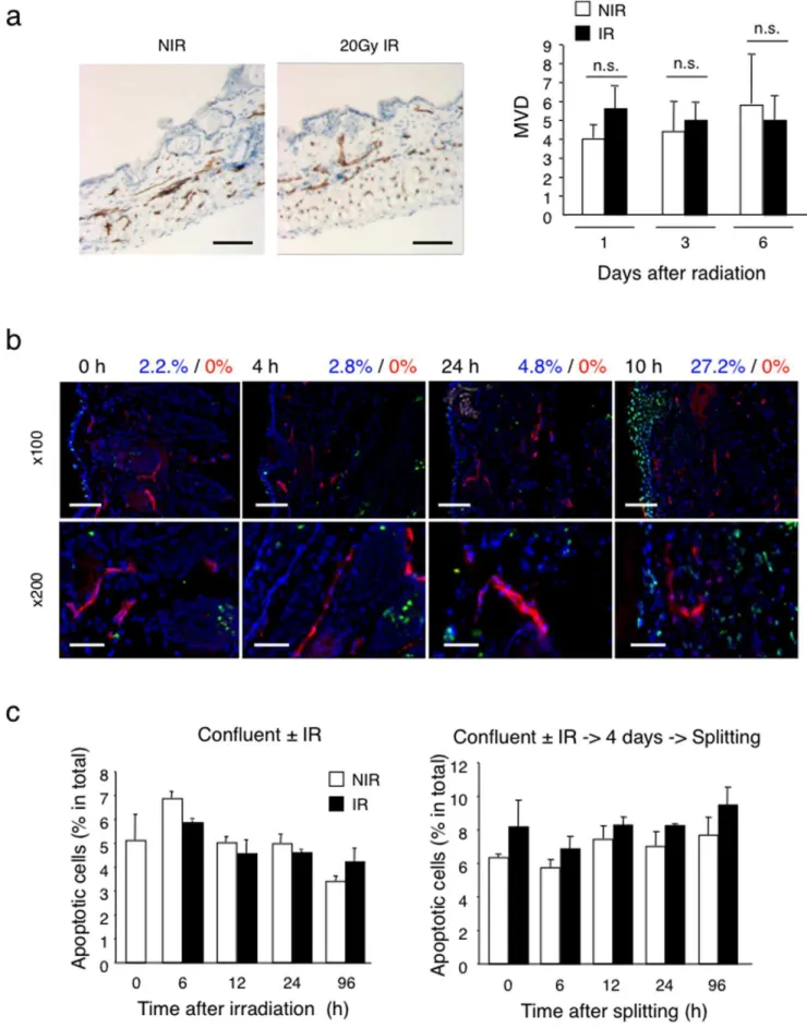 Figure 2. Quiescent endothelial cells in vivo and in vitro are resistant to radiation-induced apoptosis