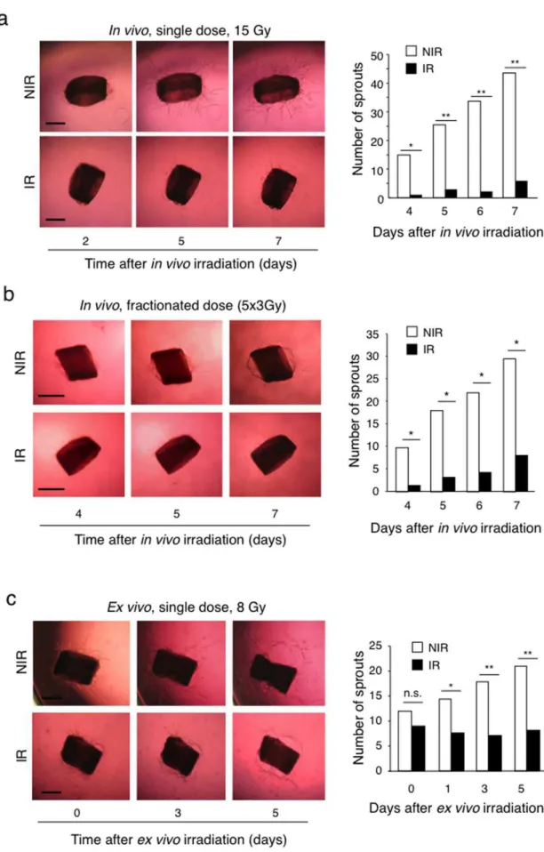 Figure 4. Irradiation inhibits endothelial sprouting from aortic rings. (a) C57/BL6 mice received 15 Gy whole body irradiation