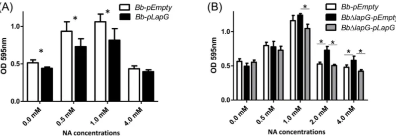 Fig 5. LapG regulates biofilm formation by B. bronchiseptica. (A) Biofilm formation in different NA concentrations by the wild type carrying a vector control (Bb-pEmpty) or a plasmid over-expressing B