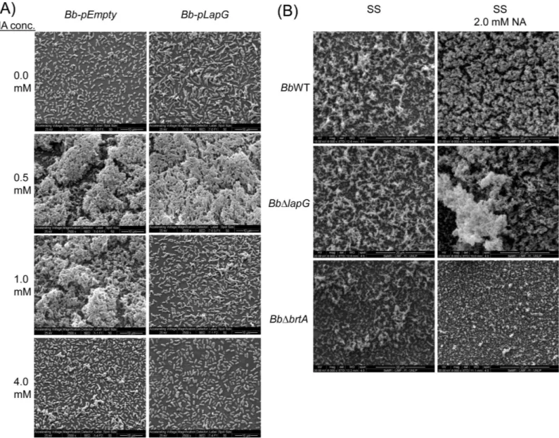 Fig 6. SEM images of B. bronchiseptica biofilms. (A) The strains Bb-pEmpty (left column of panels) or Bb-pLapG (right column of panels) were grown on vertically submerged coverslips in SS medium alone or supplemented with indicated NA concentrations