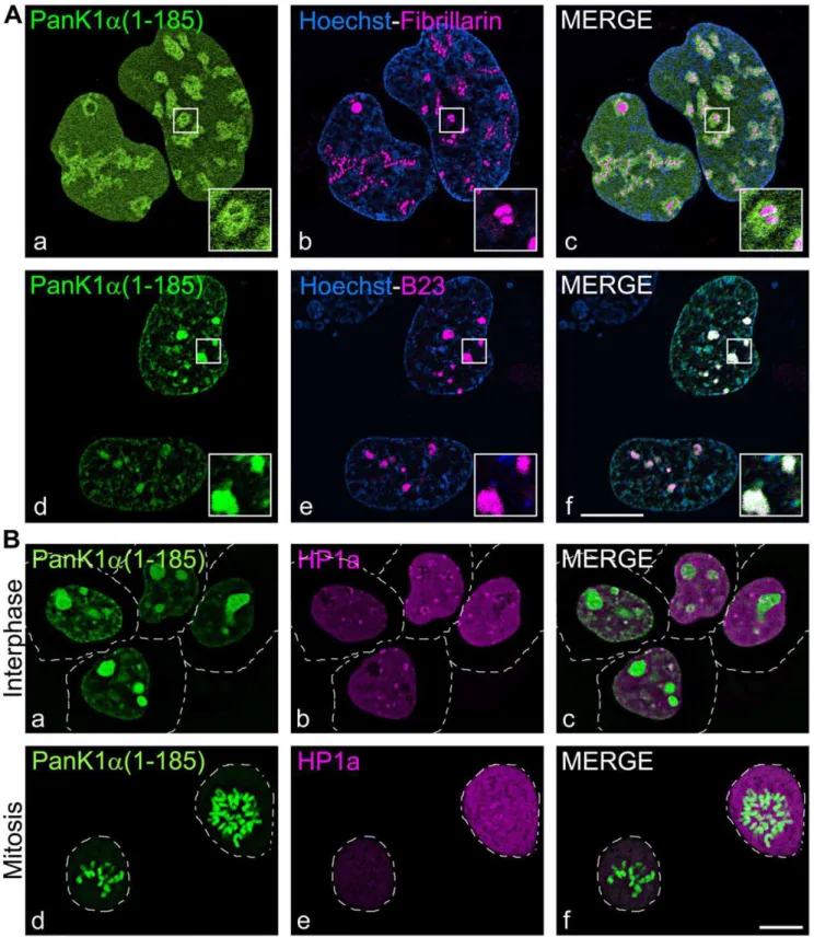 Figure 5. Localization of PanK1a within the nucleolus and with the perichromosomal region during mitosis