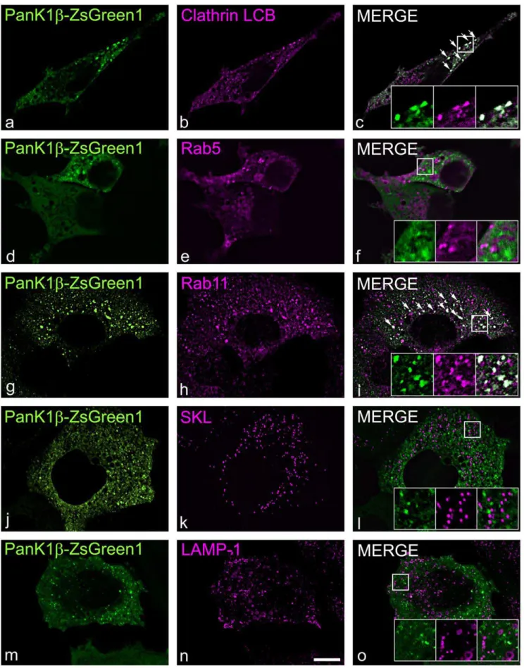 Figure 6. Cytosolic PanK1b partially associates with clathrin-coated and recycling endosomes