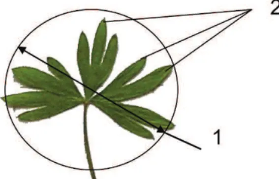 Fig. 1. Parameters of Delphinium sergii leaf blade: 