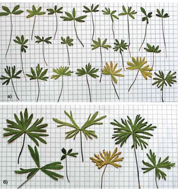 Fig. 4. Leaves of biennial immature(a) and virginile (б) individuals of Delphinium sergii