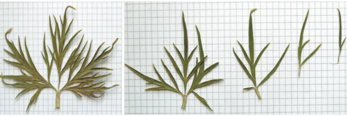 Fig. 5. Leaves of the upper formation of Delphinium sergii individual (from let to right – from the base to the top of the  inlorescence)