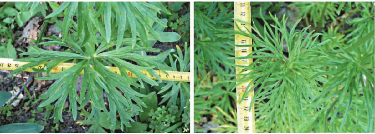 Fig. 7. Leaves of the middle formation of Delphinium sergii individuals under identical growing conditions.