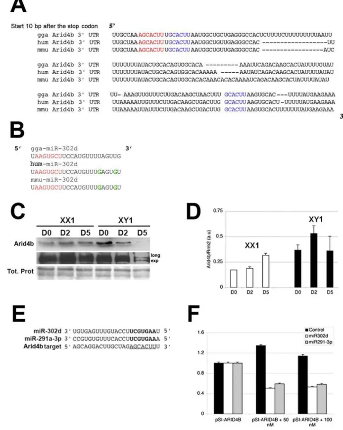 Figure 4. Male-specific down-regulation of the chromatin remodelling and E2F-dependent transcription repressor Arid4b in mouse ES cells