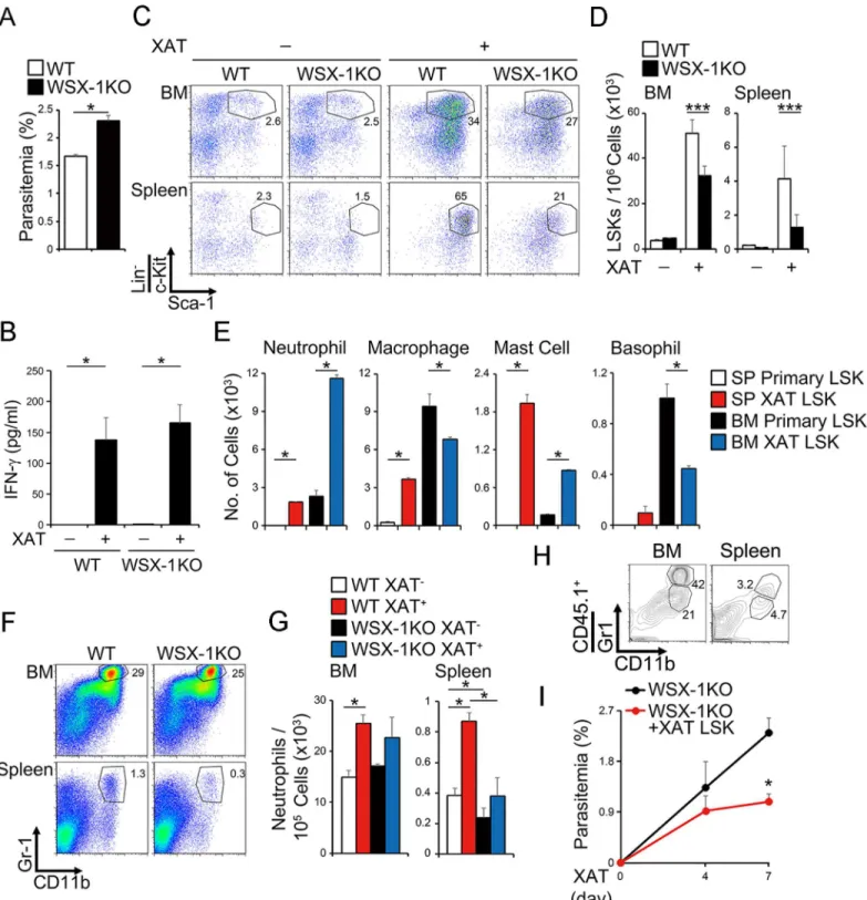 Fig 5. IL-27 plays an important role in expansion, differentiation, and mobilization of LSK cells to control malaria infection
