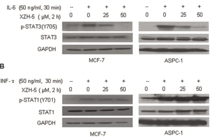 Figure 3. XZH-5 inhibits IL-6-induced STAT3 phosphorylation. MCF-7 and ASPC-1 cells were pre-treated with XZH-5 for 2 hours, followed by 50 ng/ml of IL-6 (A) or IFN-c (B)