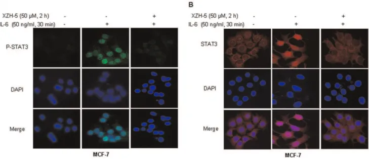 Figure 5. XZH-5 reduces colony forming ability and inhibits cell migration. (A) MDA-MB-231 and PANC-1 cells were treated with XZH-5 for 2 hours