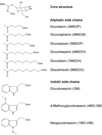 Figure 2. Position of the insertions in knock-out mutants of MYB28 (top) and MYB29 (bottom)