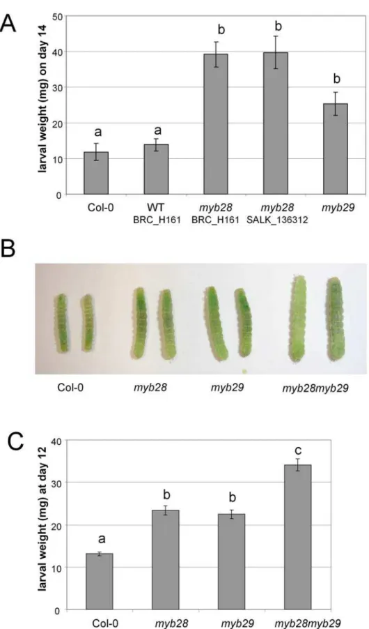 Figure 7. The effect of mutations in MYB genes on the interaction of Arabidopsis with Mamestra brassicae 