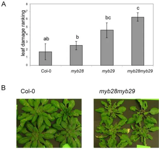 Figure 8. Plant damage after 10 days of Mamestra feeding. (A) Ranking by five observers from 1 (lowest damage) to 7 (highest damage).