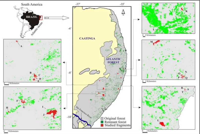 Fig 1. The study area in the Atlantic forest of northeastern Brazil, specifically, the Pernambuco Endemism Center–CEPE, showing its current and former forested area and the studied forest fragments (due to some fragments being too small, they do not appear