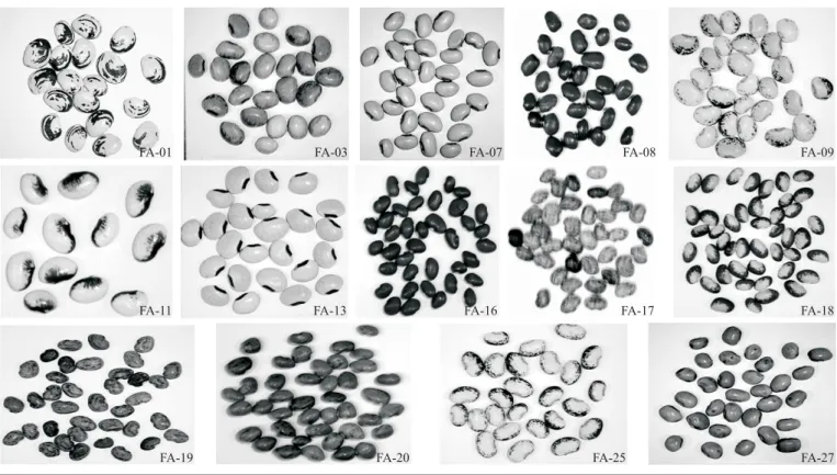 Figura 3. Formas, tamanhos e cores do tegumento dos 14 acessos de feijão-fava usados na caracterização morfoagronômica