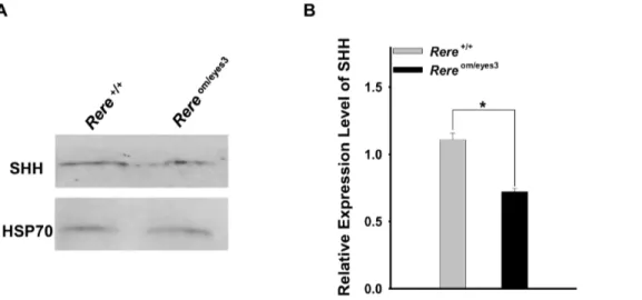 Figure 5. The level of SHH expression was reduced in the cerebellums of Rere om/eyes3 embryos at E18.5
