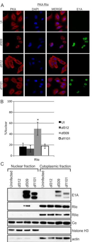 Fig 6. E1A alters PKA R1 α subcellular localization during infection. A549 cells were infected with either WT HAdV-5, Δ E1A virus or a virus mutant unable to bind PKA ( Δ 4 – 25)